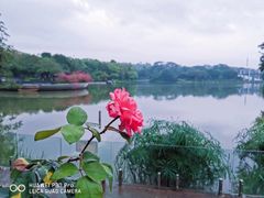 -东莞植物园