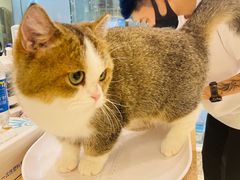 -momokira米努特·德文卷毛猫·棉花面纱犬