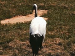 -盐城丹顶鹤湿地生态旅游区