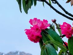 -贵州百里杜鹃风景名胜区