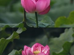-陈家山荷花公园