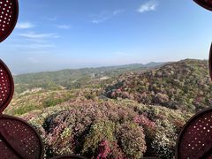 -贵州百里杜鹃风景名胜区