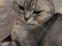 -平行世界·猫咖(首经贸店)