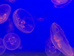 -江和美海洋公园