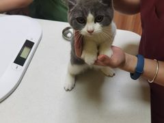 -瑞鹏宠物医院·骨科·猫科·内科(第一中心)