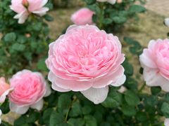 -鹅湖玫瑰文化园