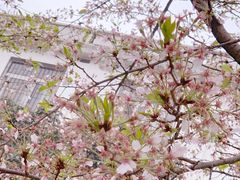 -武汉大学-樱园