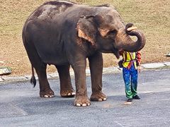 -深圳野生动物园