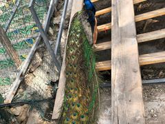 -北京鹿世界主题园