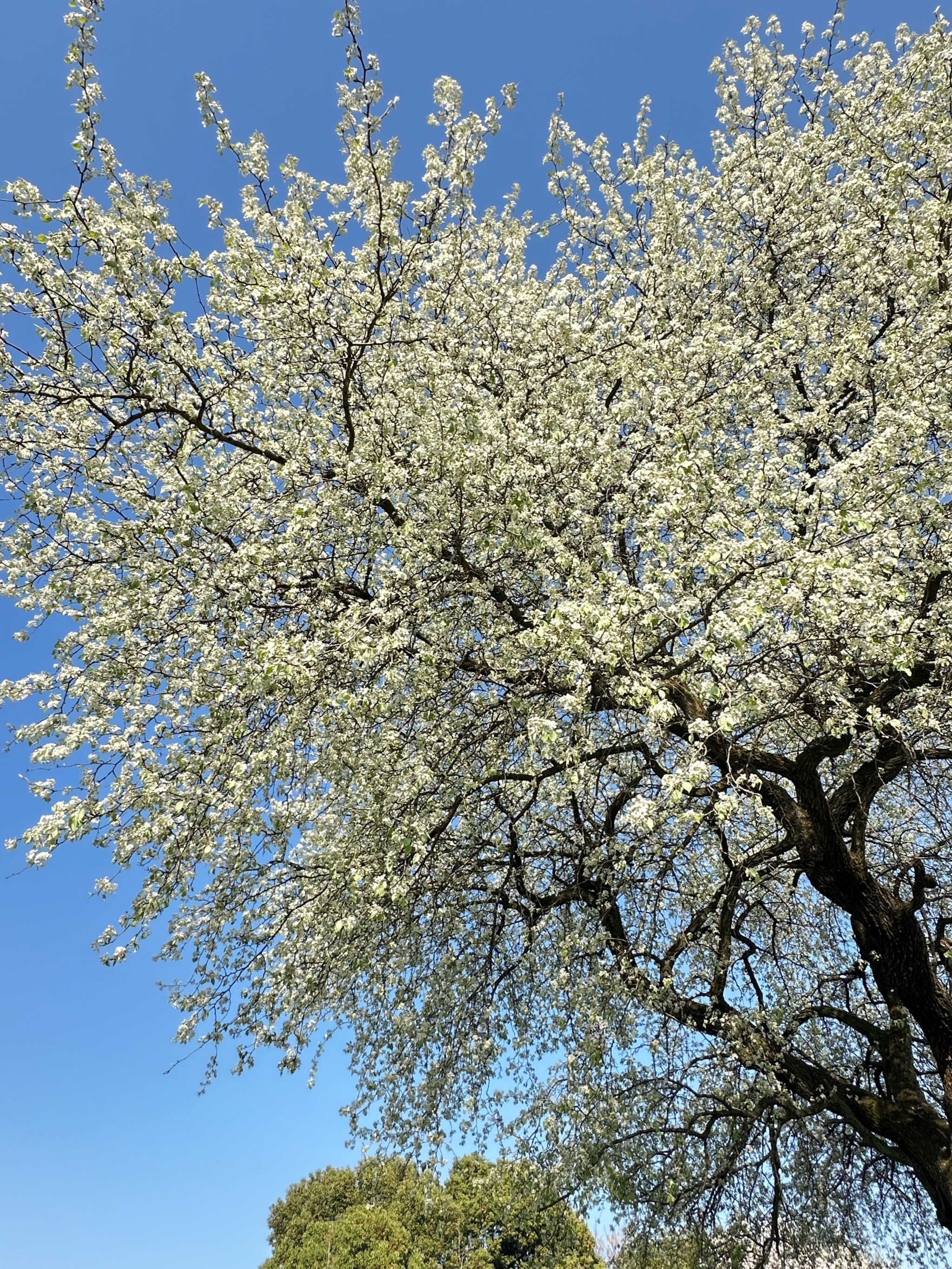 梨花树下谁站谁美,一起来和这棵棠梨过春天吧