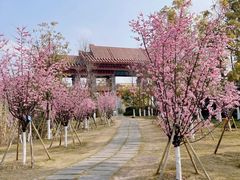 -三垟湿地