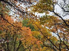 -秦岭终南山世界地质公园翠华山景区