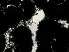-武陵山森林公园