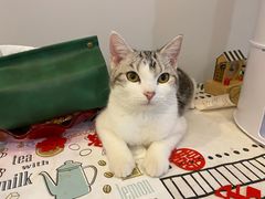 -Bastet sally猫舍购宠(静安店)