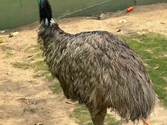 -西霞口神雕山野生动物世界