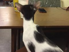 -猫色咖啡·猫咖
