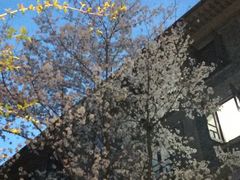 -武汉大学-樱园