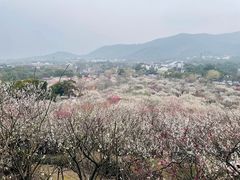 -香雪海
