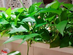 -北方家宴(优托邦科学大道店)