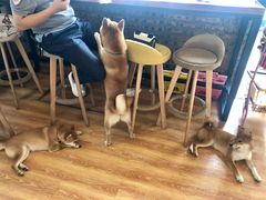 -柴犬高等学院·狗咖·柴犬售卖·宠物训练