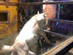 -上海大自然野生昆虫馆(东方明珠·爬宠昆虫探索中心)