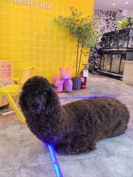 -神奇动物撸宠馆·羊驼·小浣熊·异宠(豫园店)