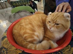 -平行世界·猫咖(首经贸店)