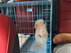 -萌宠之家·腊肠犬·马尔泰·小体犬舍