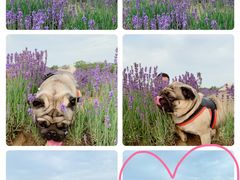 -大塘金香草谷