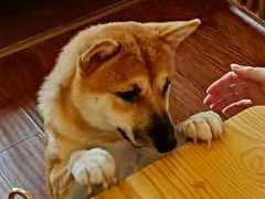-豆柴町-柴犬主题狗咖(红鼎国际C座店)