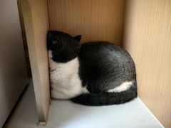 -谐和益家动物医院·免疫绝育·血液透析·宠保定点医院(高新伊藤分院)