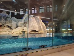 -帝企鹅自助餐厅•儿童岛•真企鹅(长隆企鹅酒店)