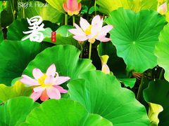 -莲花池公园