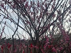 -雨花胜境