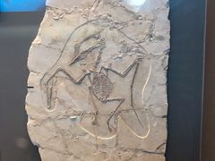 -贝林大翅鲸简餐厅(国家海洋博物馆店)