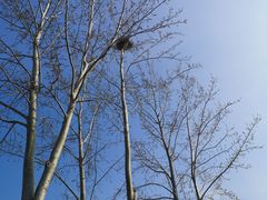 -大兴滨河森林公园