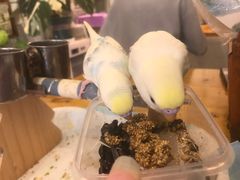 -吉丁鸟咖·异宠·寄养