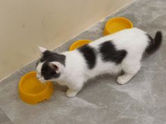 -猫力发电所·宠物专门店