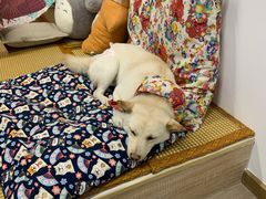 -柴迷FANS CLUB·柴犬狗咖·猫咖