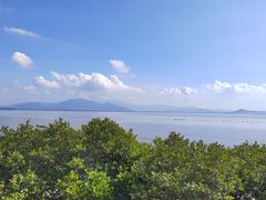 -福田红树林生态公园