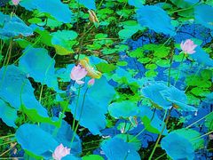 -荔湾湖公园