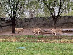 -北京野生动物园