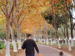 -合肥滨湖国家森林公园