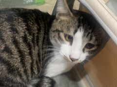 -四月宠物医院·猫专科·心脏专科·内科(转塘店)