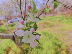 -天王浮山樱花园