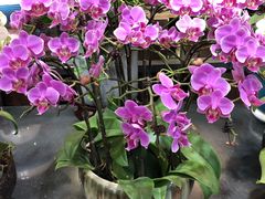 -双季花艺园艺市场(浦东店)