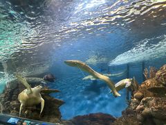 -上海海洋水族馆