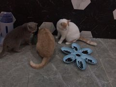 -猫爷宠物生活馆·撸猫馆