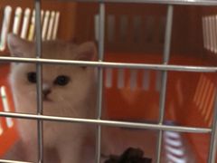 回家的路上-Bastet sally猫舍购宠(静安店)