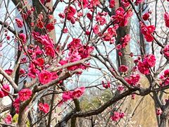 -新虹桥中心花园